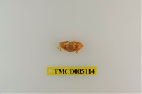 藏品(鋸額豆瓷蟹)的圖片